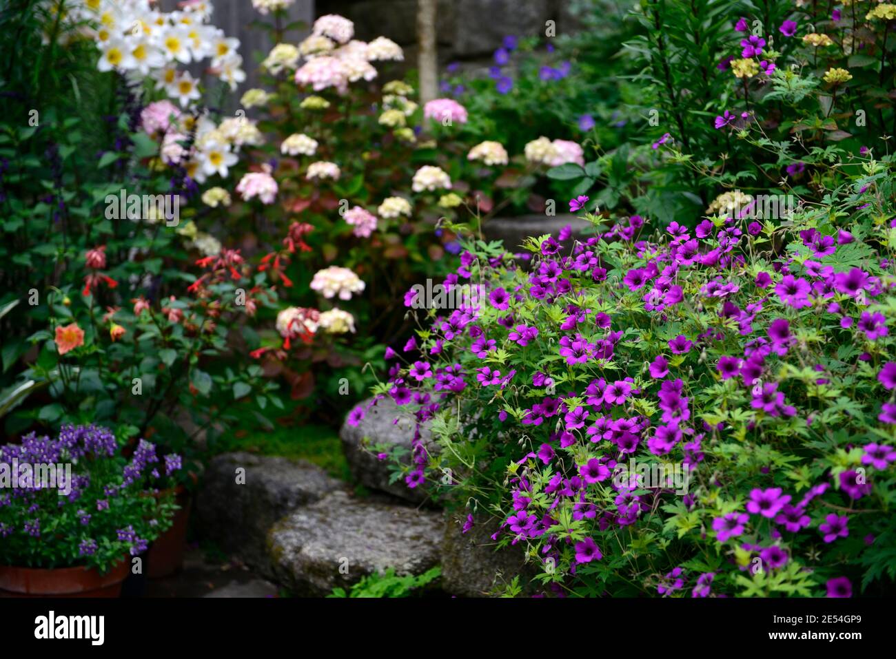 geranium anne thomson,Hydrangea preziosa,lilium regale,lily regale,hydrangeas and lilies,pink white flowers,flowering combination,mixed planting combi Stock Photo