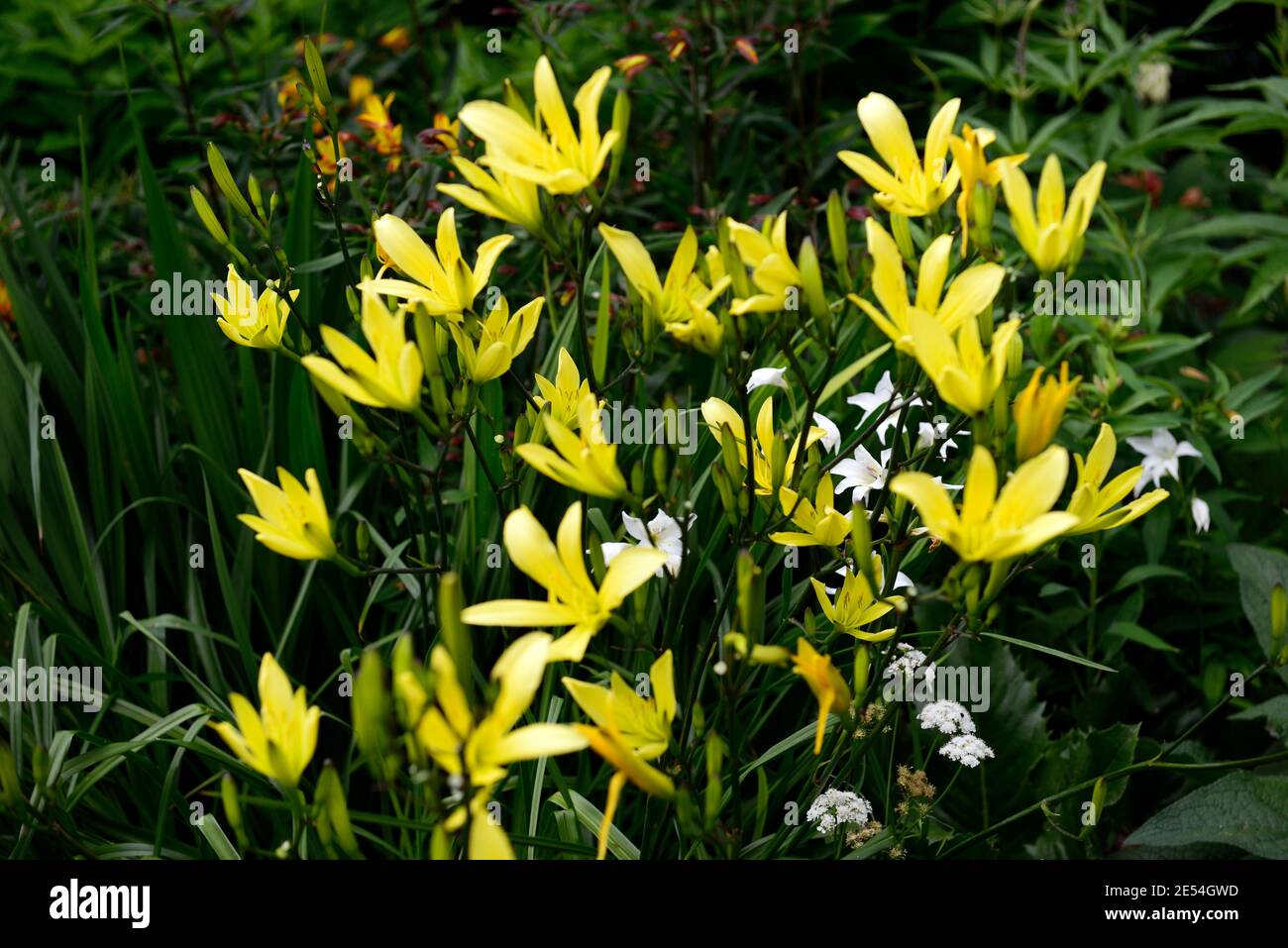 Hemerocallis citrina,Gladiolus nanus The Bride,yellow,white,golden yellow,flowers,flowering,border,mixed border,mixed planting scheme,gardens,garden,R Stock Photo