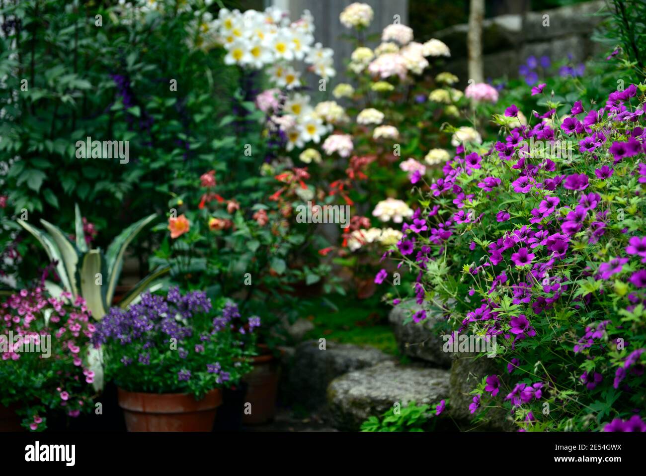geranium anne thomson,Hydrangea preziosa,lilium regale,lily regale,agave mediopicta aurea,hydrangeas and lilies,pink white flowers,flowering combinati Stock Photo