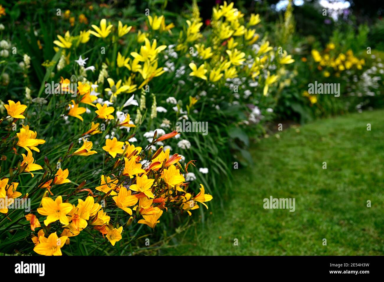 Hemerocallis Corky,Hemerocallis citrina,Gladiolus nanus The Bride,Bunium bulbocastanum,yellow,white,golden yellow,flowers,flowering,border,mixed borde Stock Photo