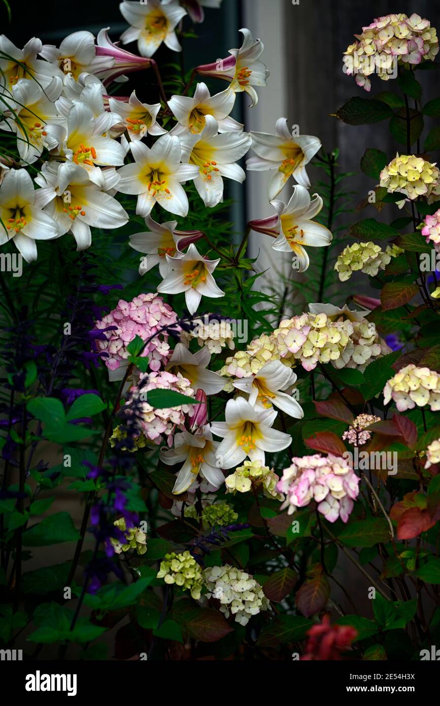 Hydrangea preziosa,lilium regale,lily regale,hydrangeas and lilies,pink white flowers,flowering combination,mixed planting combination,Hydrangea serra Stock Photo