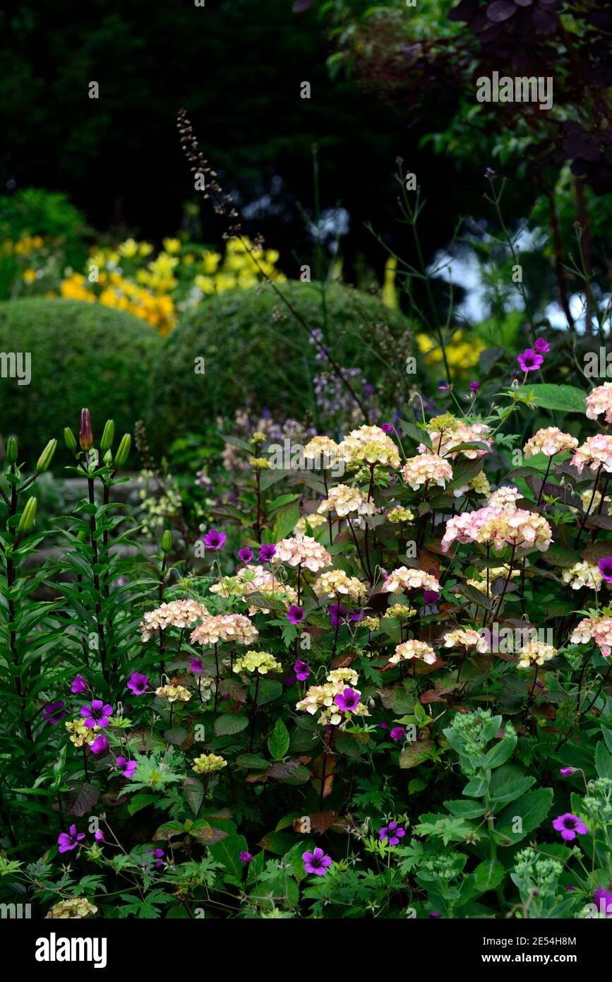 Hydrangea preziosa,lilium,lily,geranium anne thomson,hydrangeas and lilies,pink white flowers,flowering combination,mixed planting combination,Hydrang Stock Photo