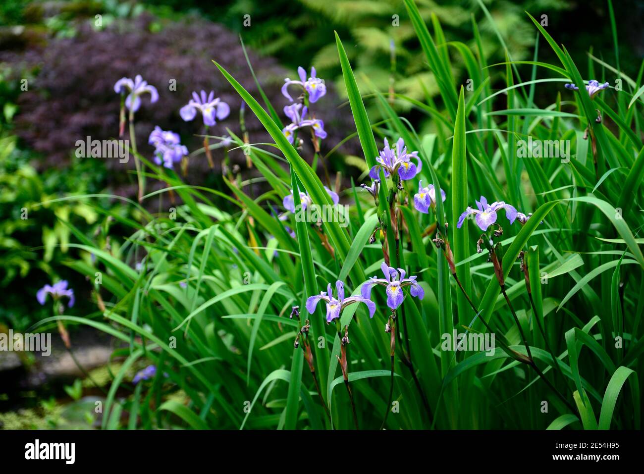 Iris x robusta Gerald Darby,blue flowers,blue flowering iris,evergreen ...