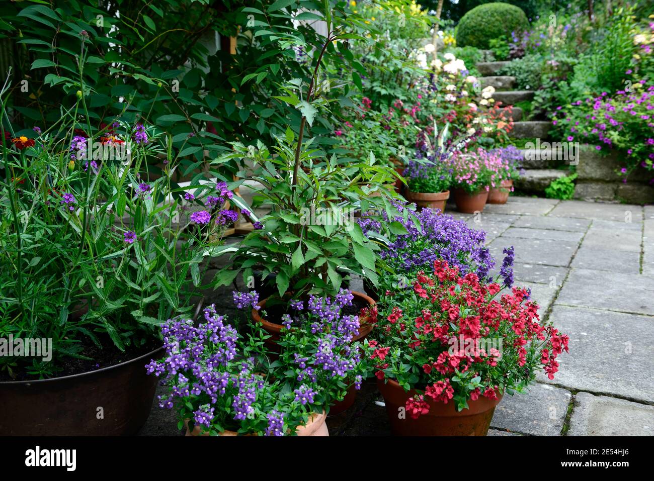 nemesia,diascia,blue red flowers,flowering,pots,containers,plant pots,container gardening,terrace,patio,courtyard,setting garden design,garden feature Stock Photo