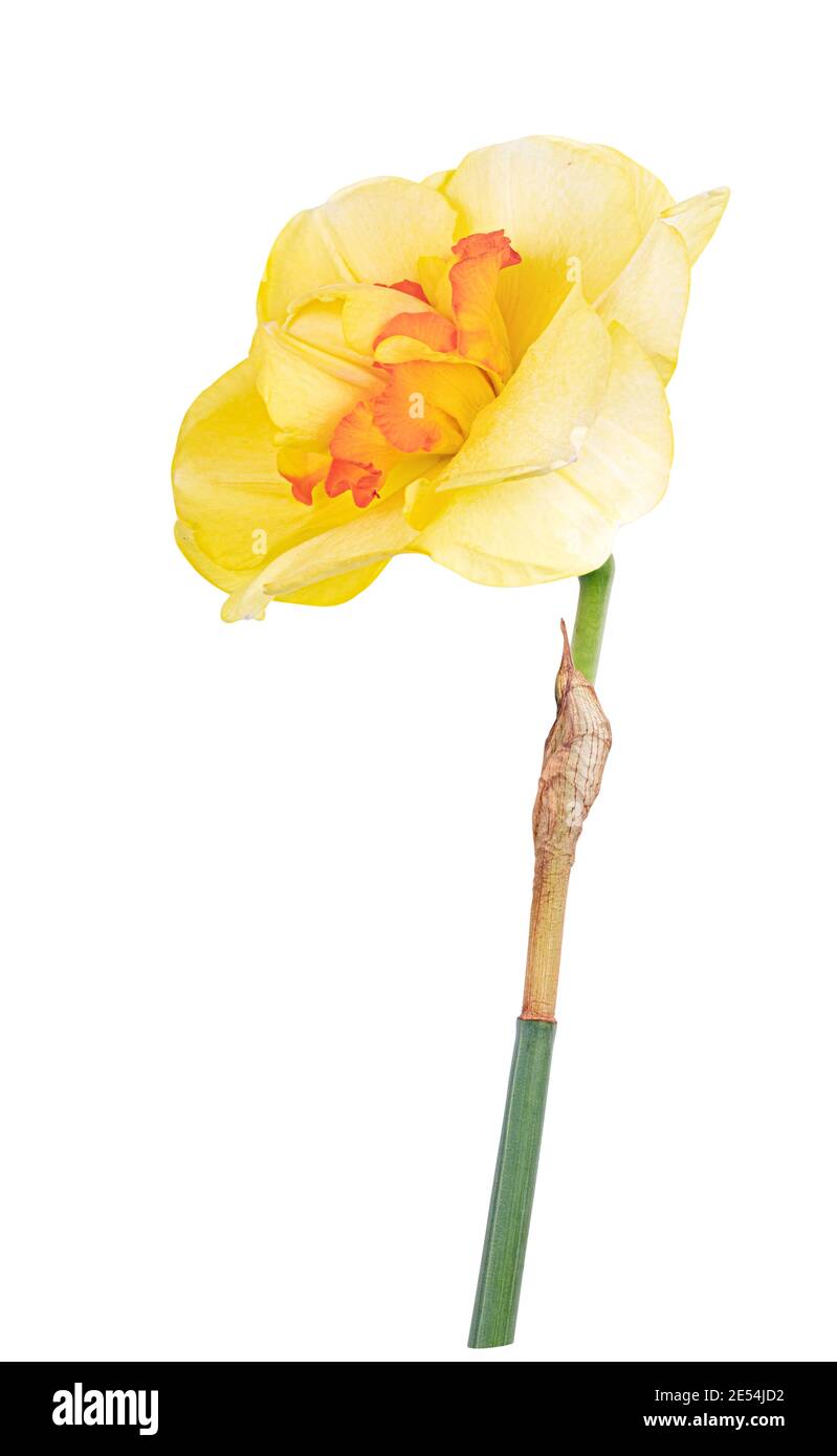Narcissus isolated on white background. Clipping path Stock Photo