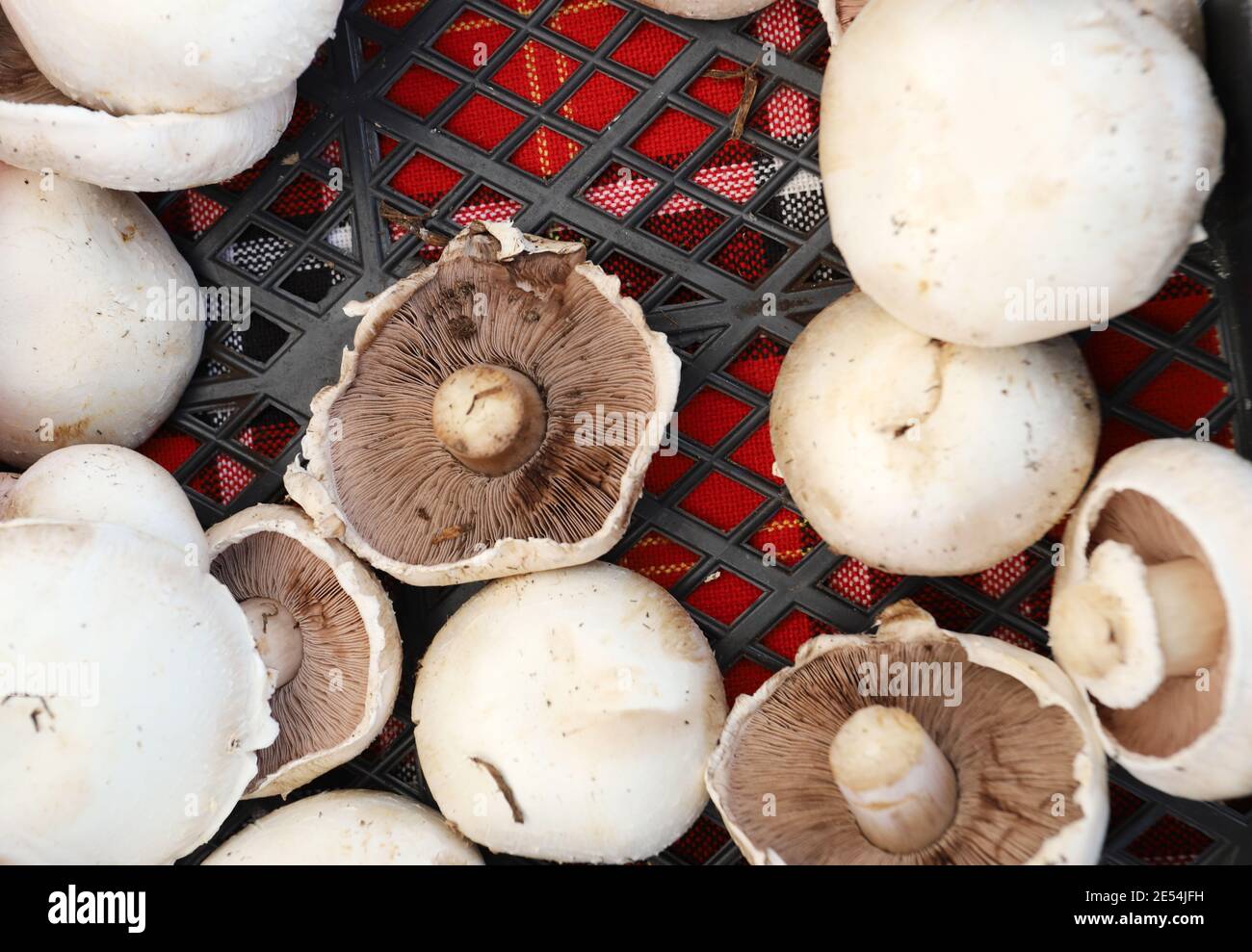Organic mushrooms Agaricus on a farmer market. Stock Photo