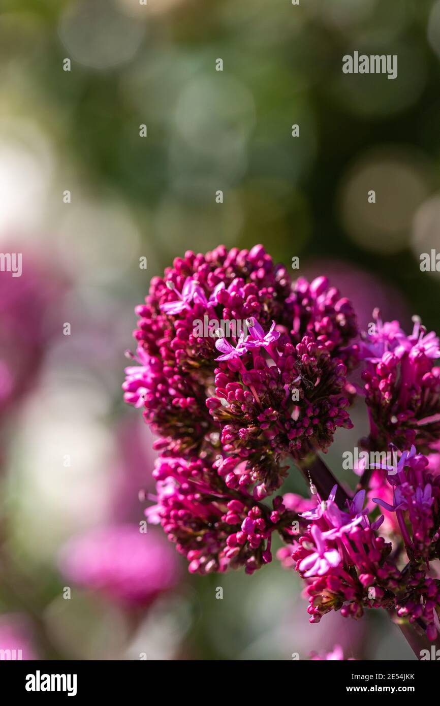 Valerian flowers in the summer sunshine Stock Photo