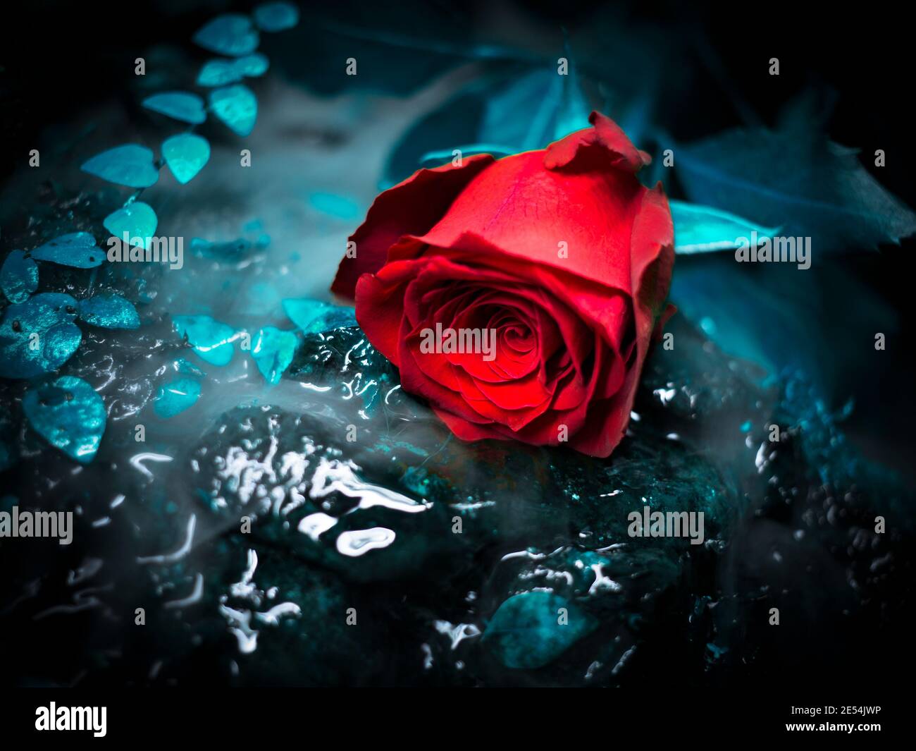 Rose in a small waterfall Stock Photo - Alamy