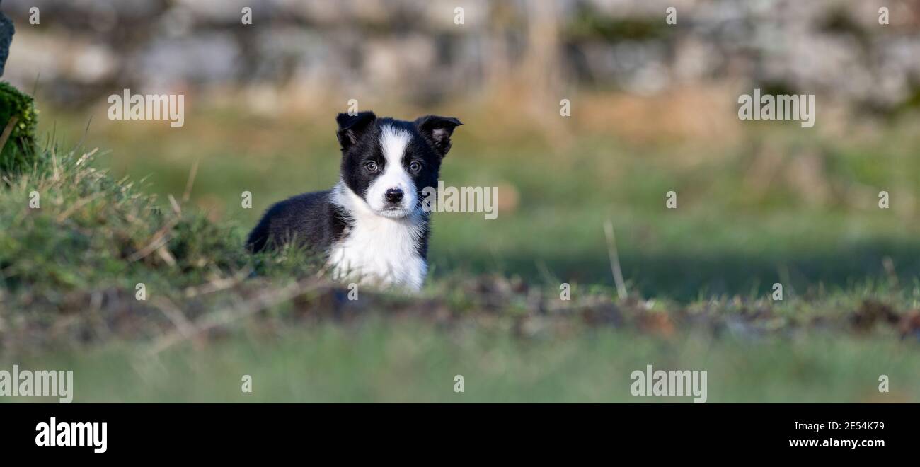 Eight week old Border Collie pup playing in field. North Yorkshire, UK ...