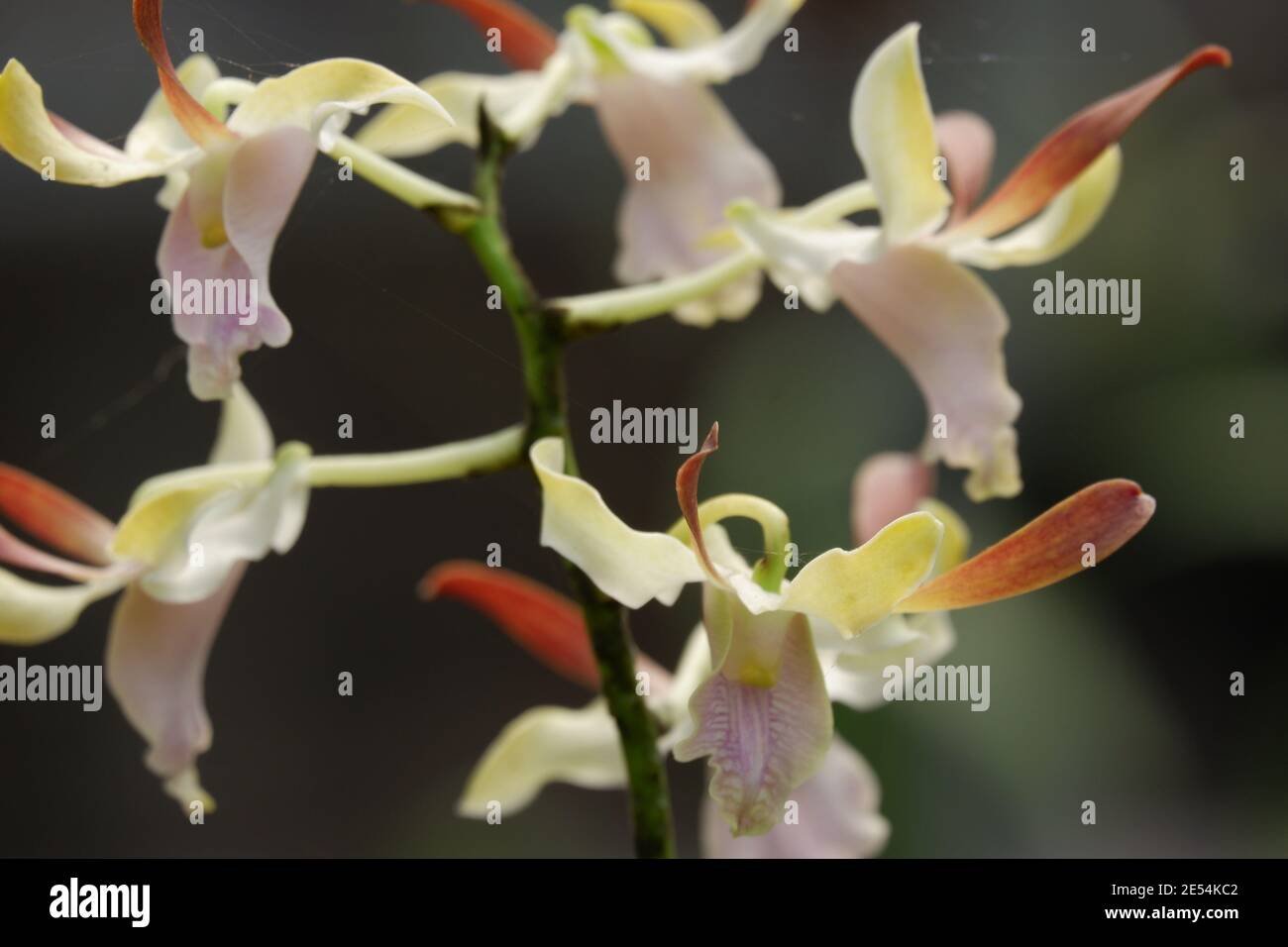 selective focus close up image of soft pink curly dendrobium orchid flowers full bloom in the garden isolated blur background Stock Photo