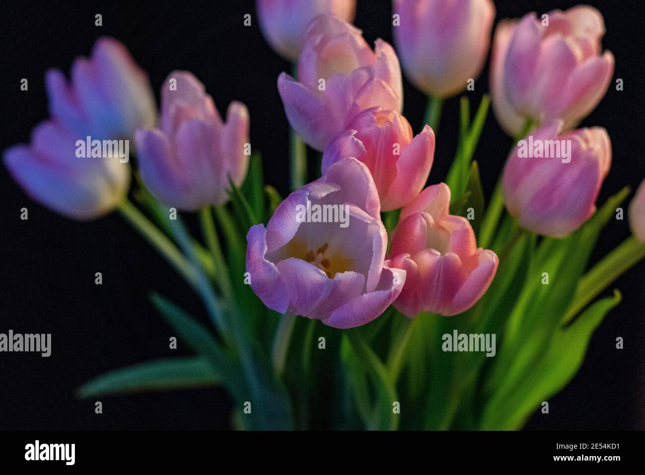 Tulpen Stock Photo