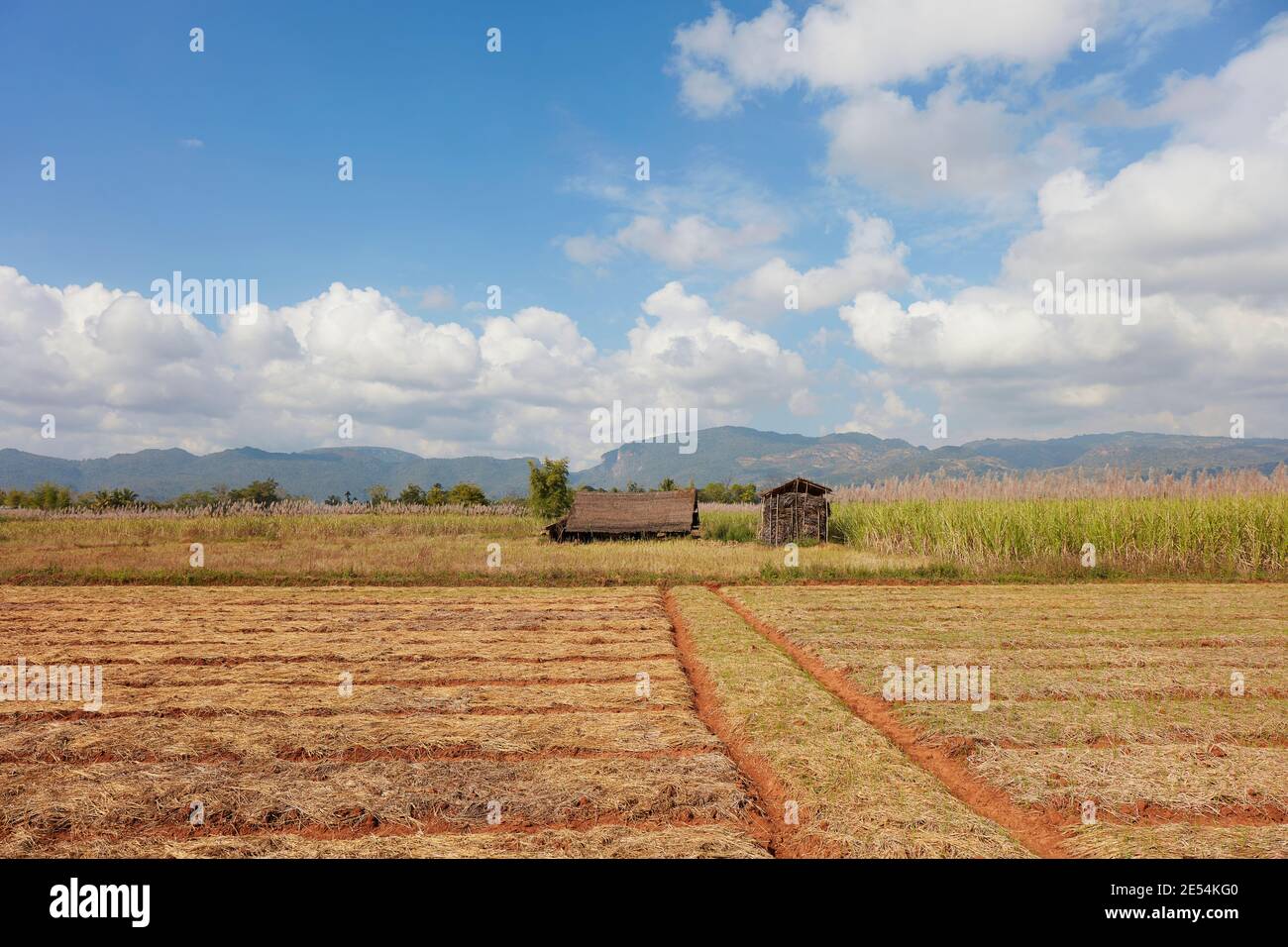 A sugarcane plantation near Inle Lake, Myanmar. Stock Photo