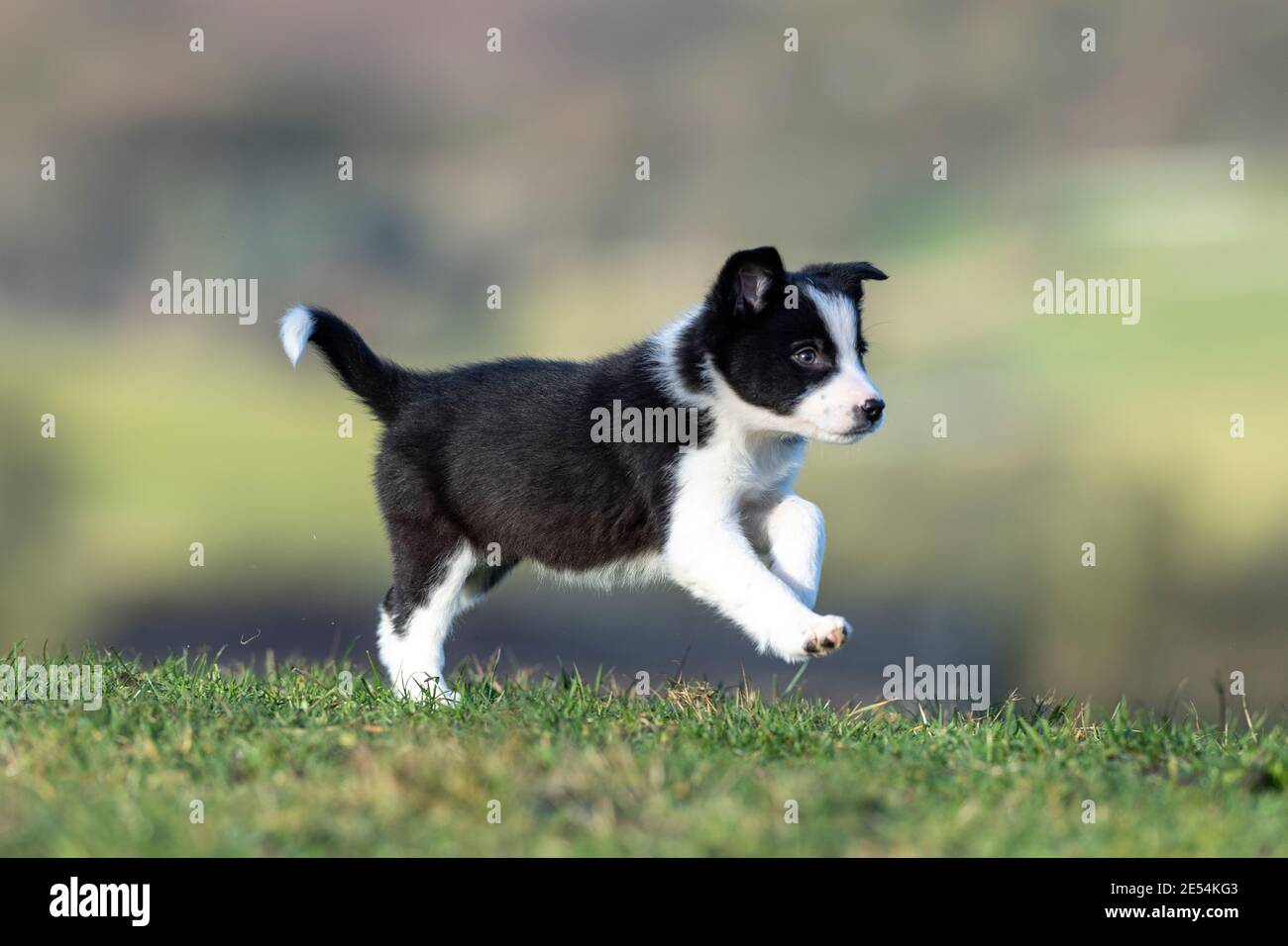 Eight week old Border Collie pup playing in field. North Yorkshire, UK. Stock Photo
