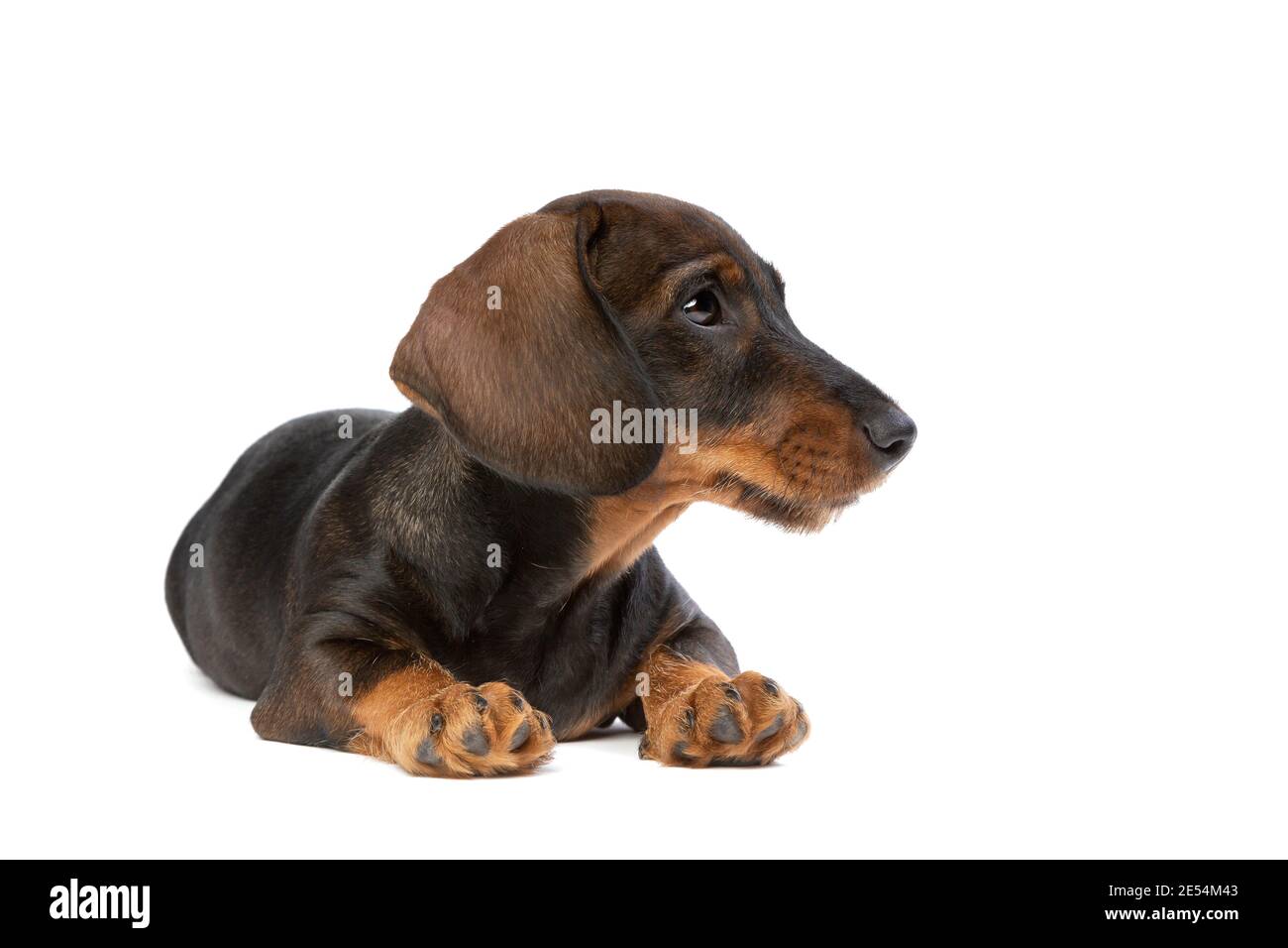 black and tan wire haired dachshund puppy in front of a white background Stock Photo