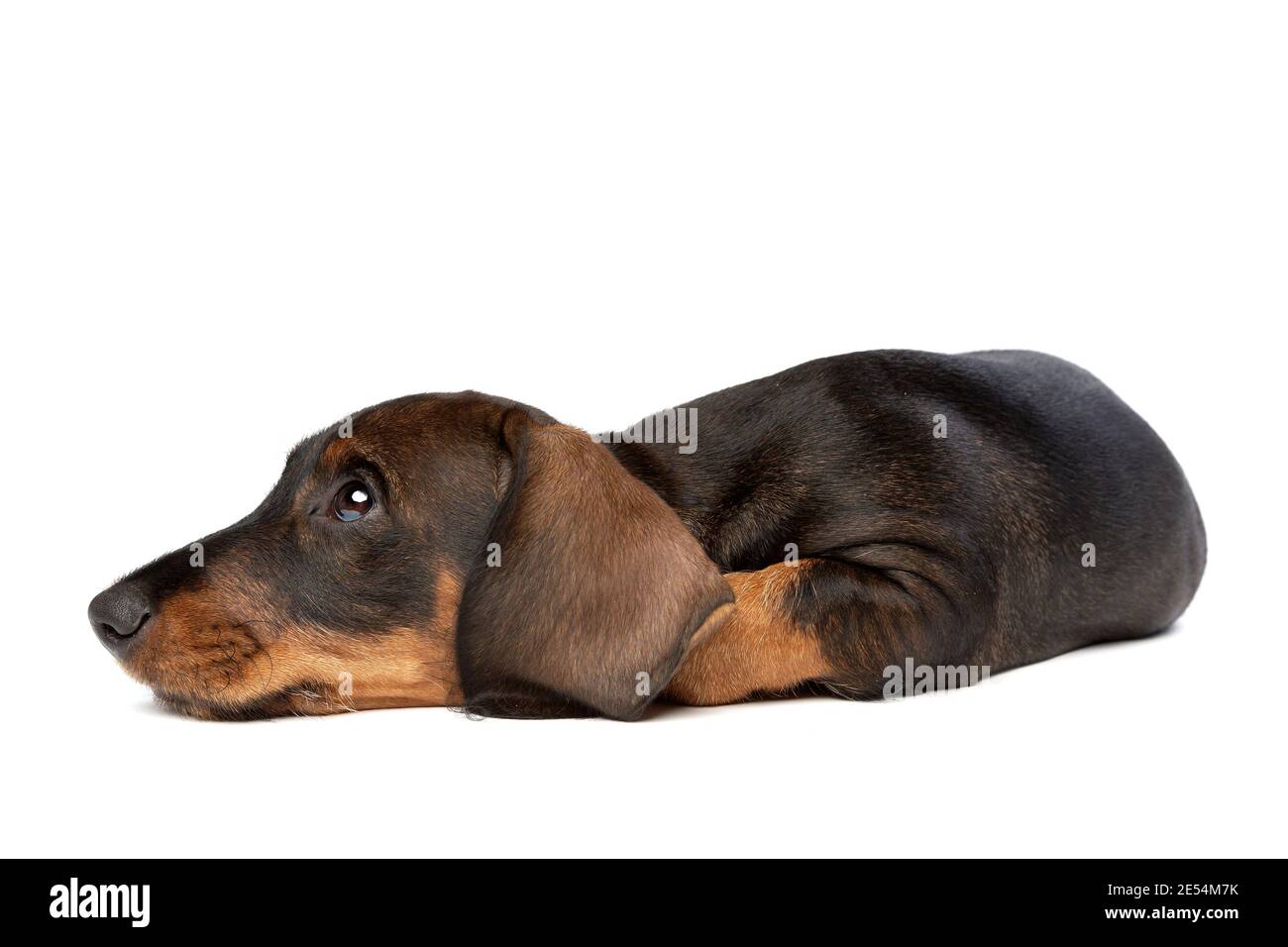 black and tan wire haired dachshund puppy in front of a white background Stock Photo