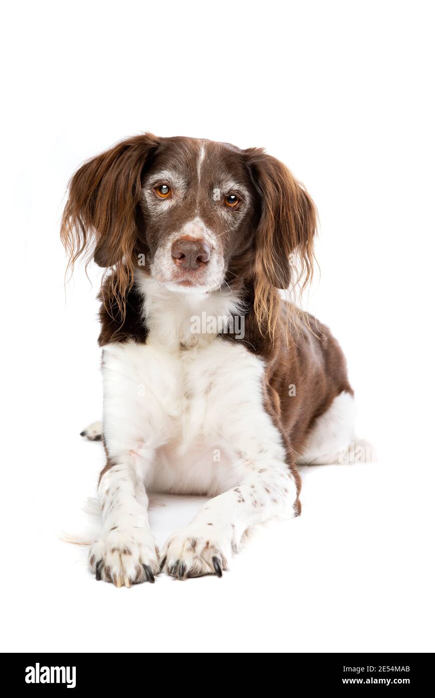 mixed breed dog in front of a white background. mix small munsterlander and Dutch Partridge Dog Stock Photo