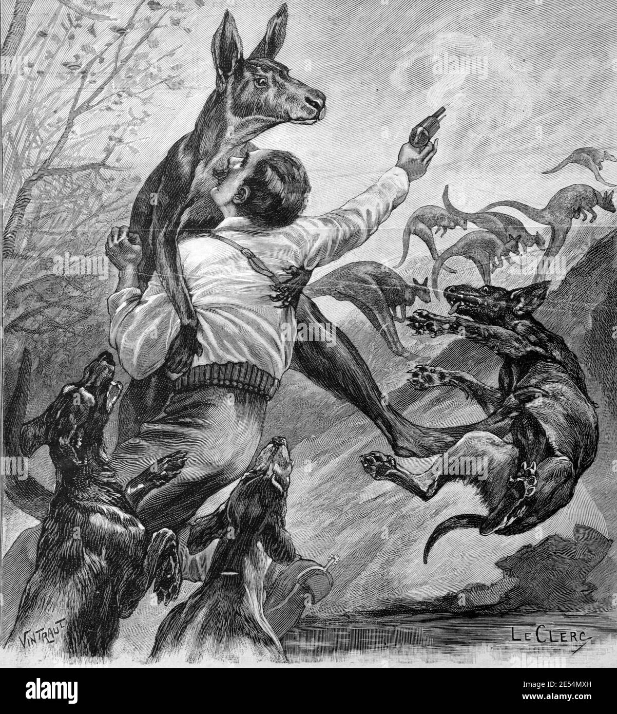 Kangaroo Hunt or Cull Australia 1904 Vintage Illustration or Engraving Stock Photo