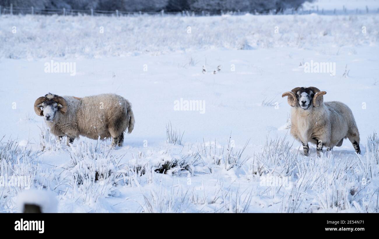 Two Blackface tups in the snow. Stock Photo