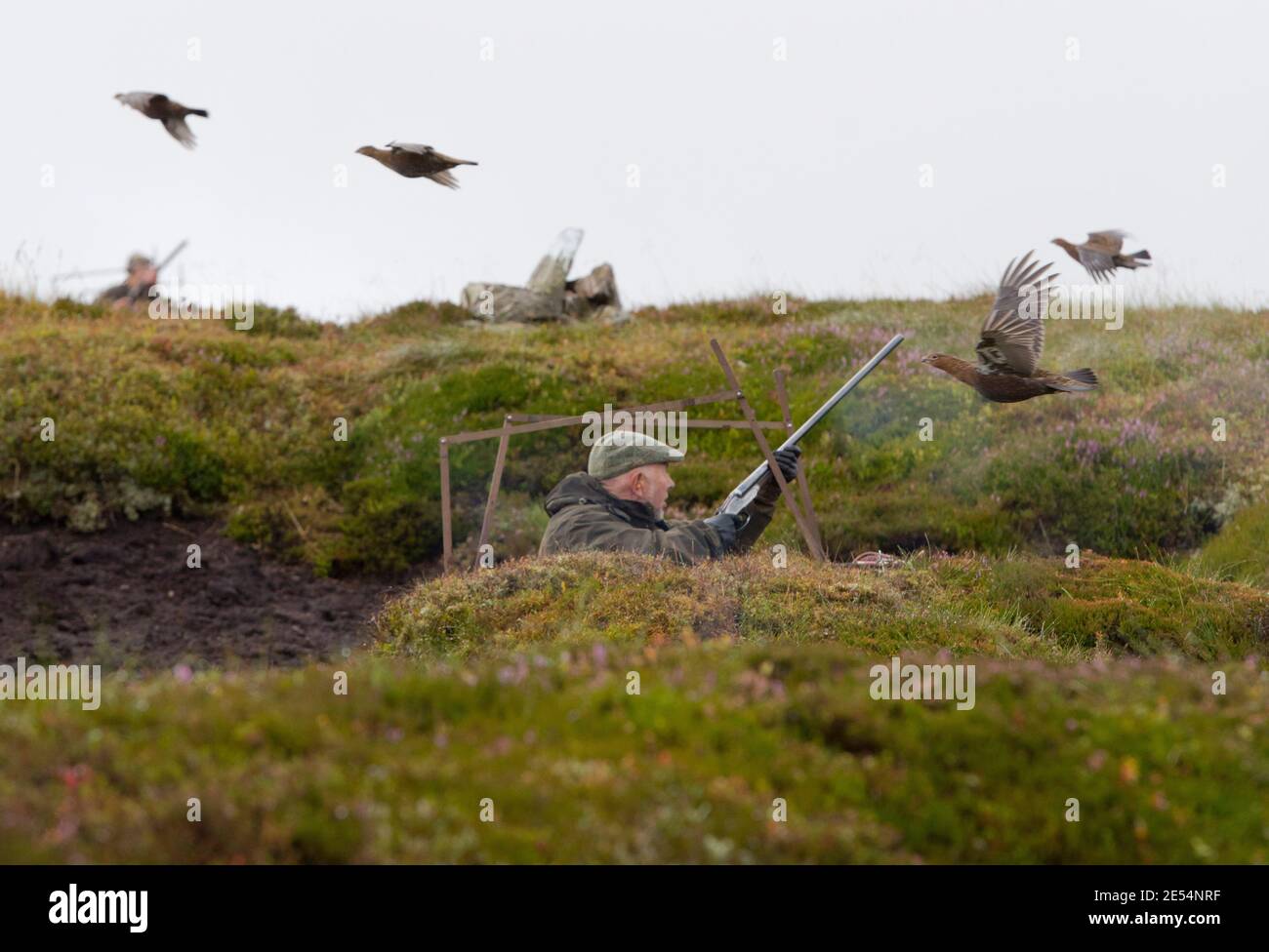 SCOTLAND Perth -- 21 Aug 2014 -- Alex Seldon shoots a Red Grouse during a grouse shoot on the Glenturret Esate near Crieff in Perthshire, Scotland, UK Stock Photo
