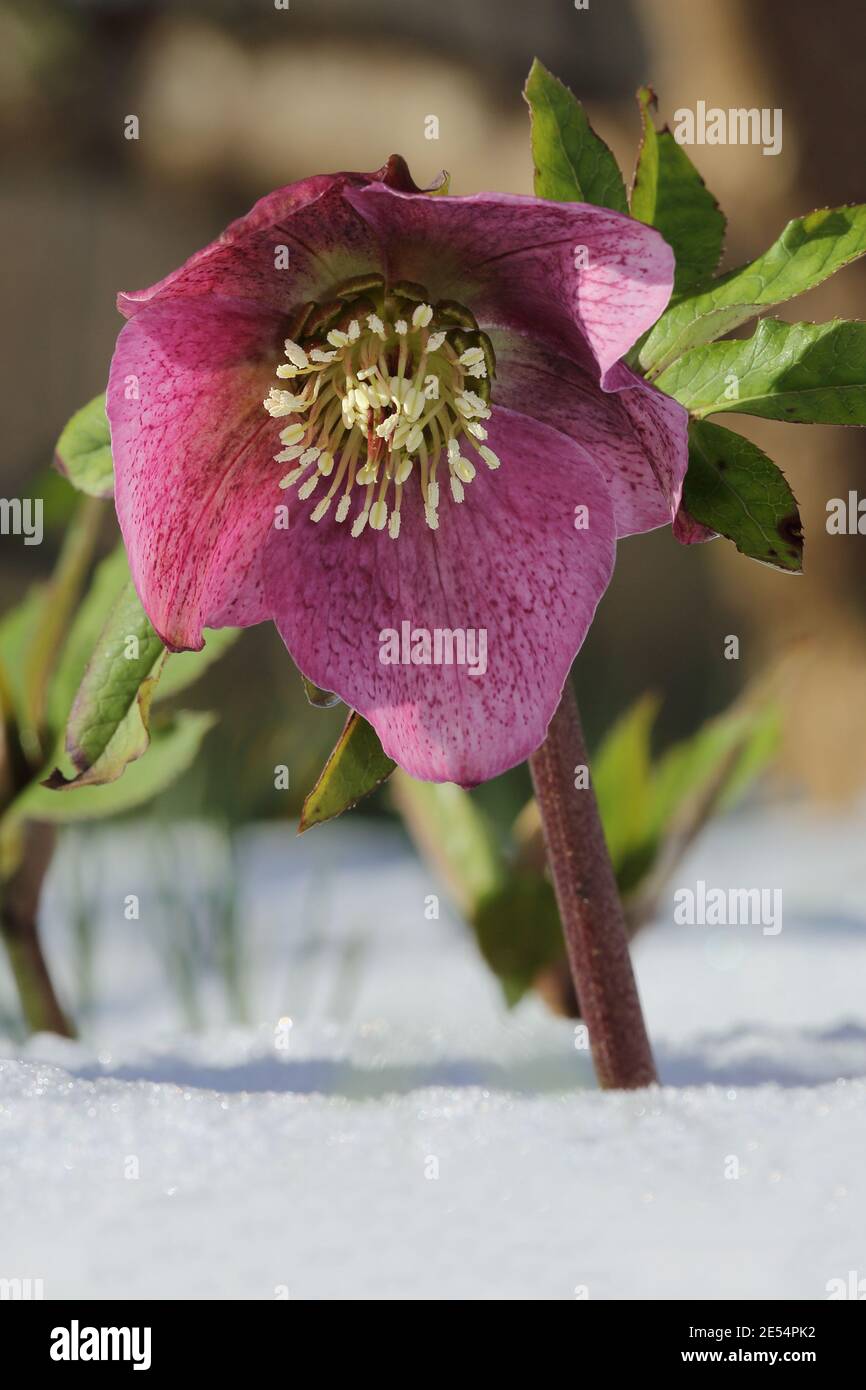 Helleborus orientalis (Winter flowering hellebore) in a winter garden Stock Photo