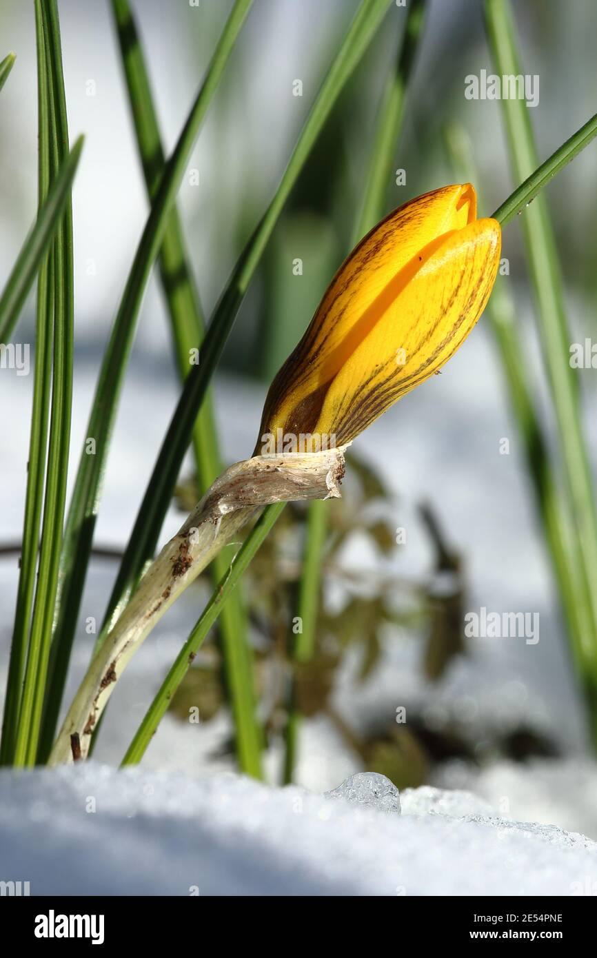 Crocus fuscotinctus Stock Photo