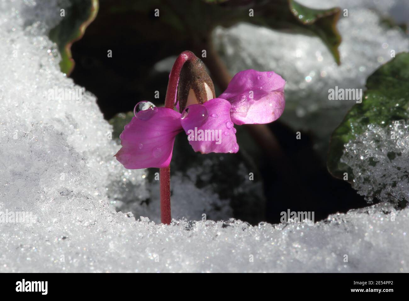 Pink Cyclamen coum in a winter garden Stock Photo
