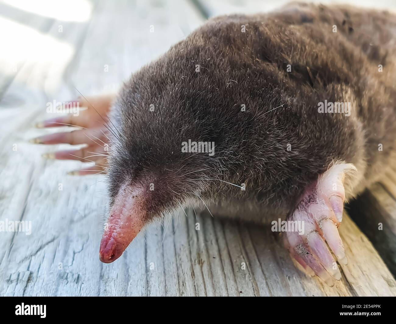 Close up shot of a little mole resting on his belly on the wooden planks of a patio, porch or veranda in a country house. Stock Photo