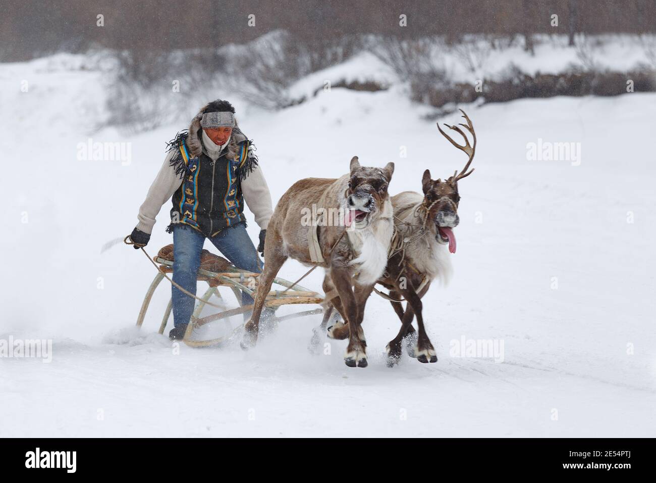 Iengra, Neryungri District, Yakutia, Russia. March 5, 2016 Evenk man in national costume rides a reindeer sleigh Stock Photo