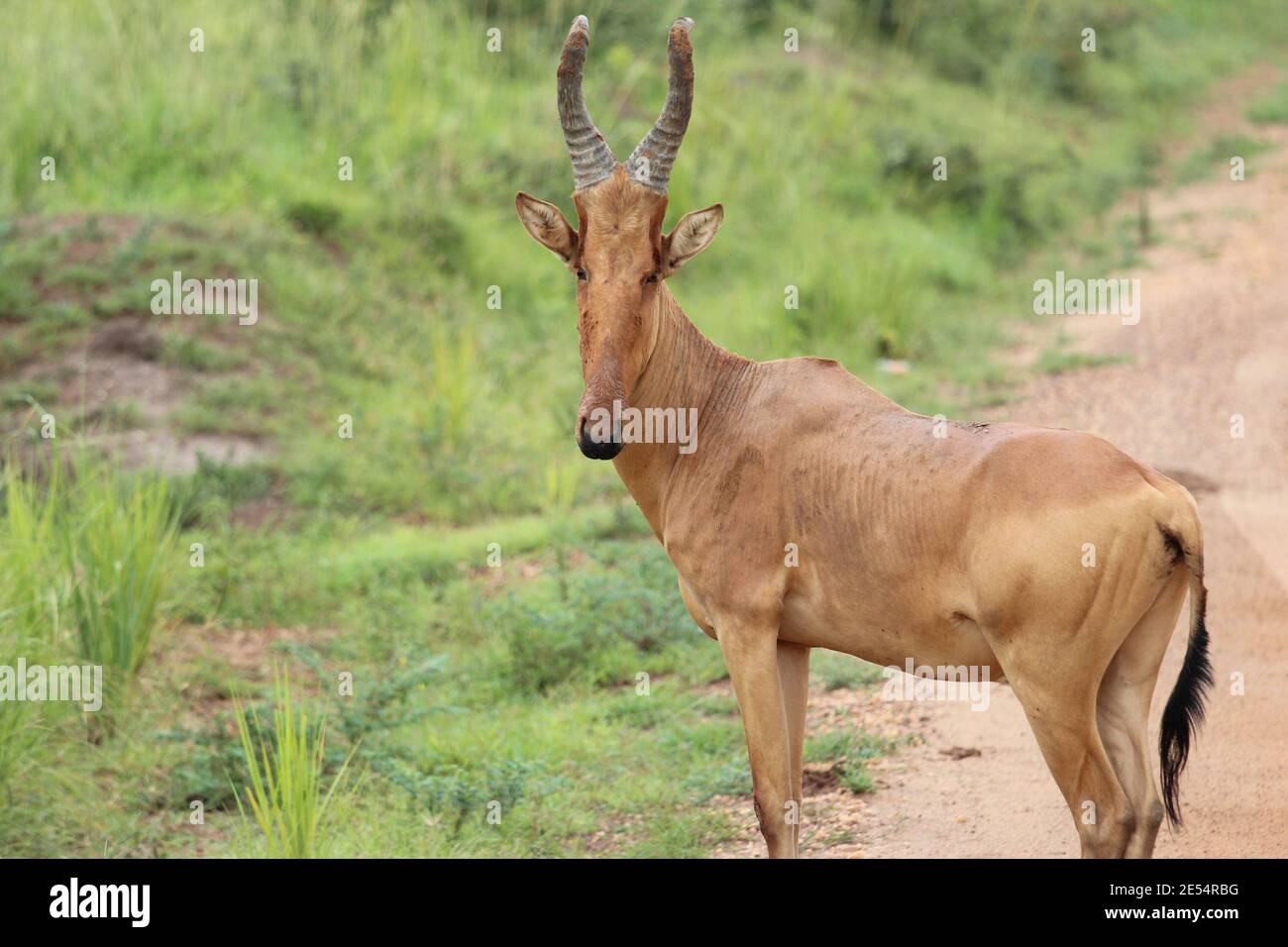A Jackson's hartebeest in the Murchison Falls National Park in Uganda Stock Photo