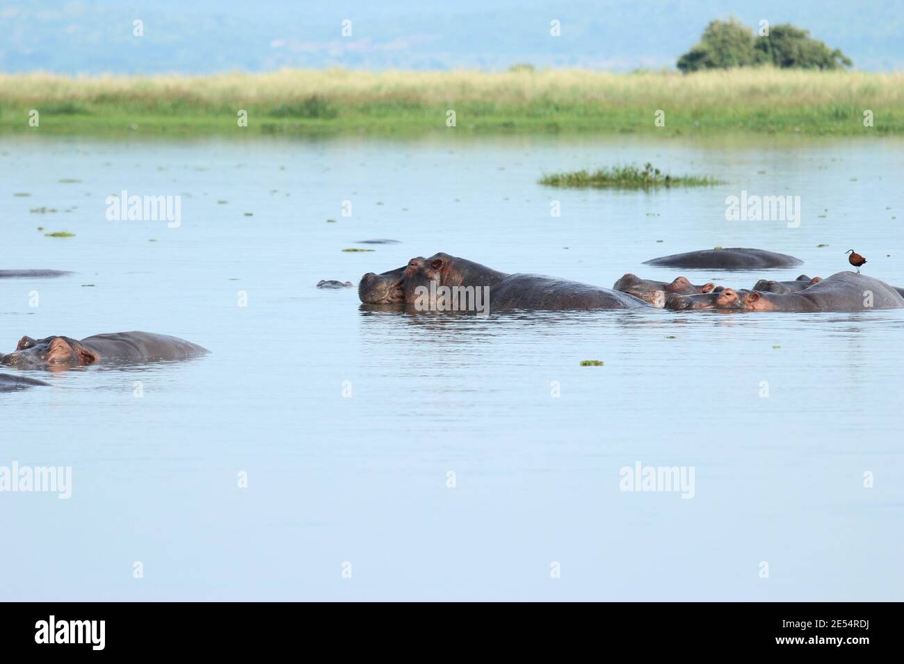 Hippopotamuses in the Nile River at Murchison Falls National Park in Uganda Stock Photo