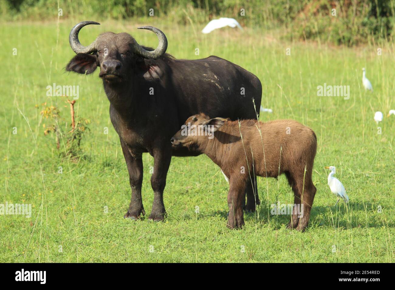 A buffalo and its calf in the Murchison Falls National Park in Uganda Stock Photo