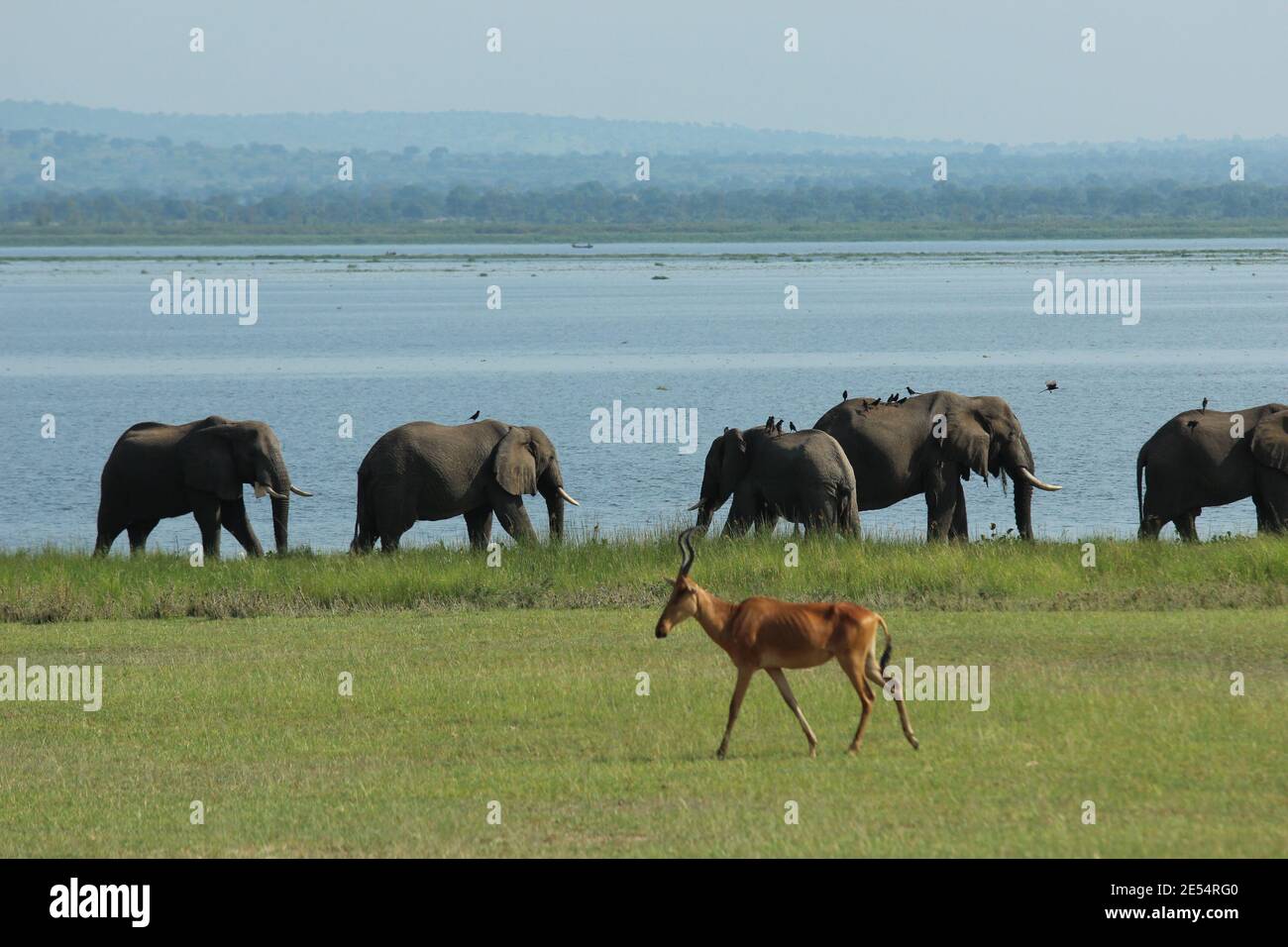 A Jackson's hartebeest walks along the banks of the Nile River in front of a herd of elephants in the Murchison Falls National Park in Uganda Stock Photo