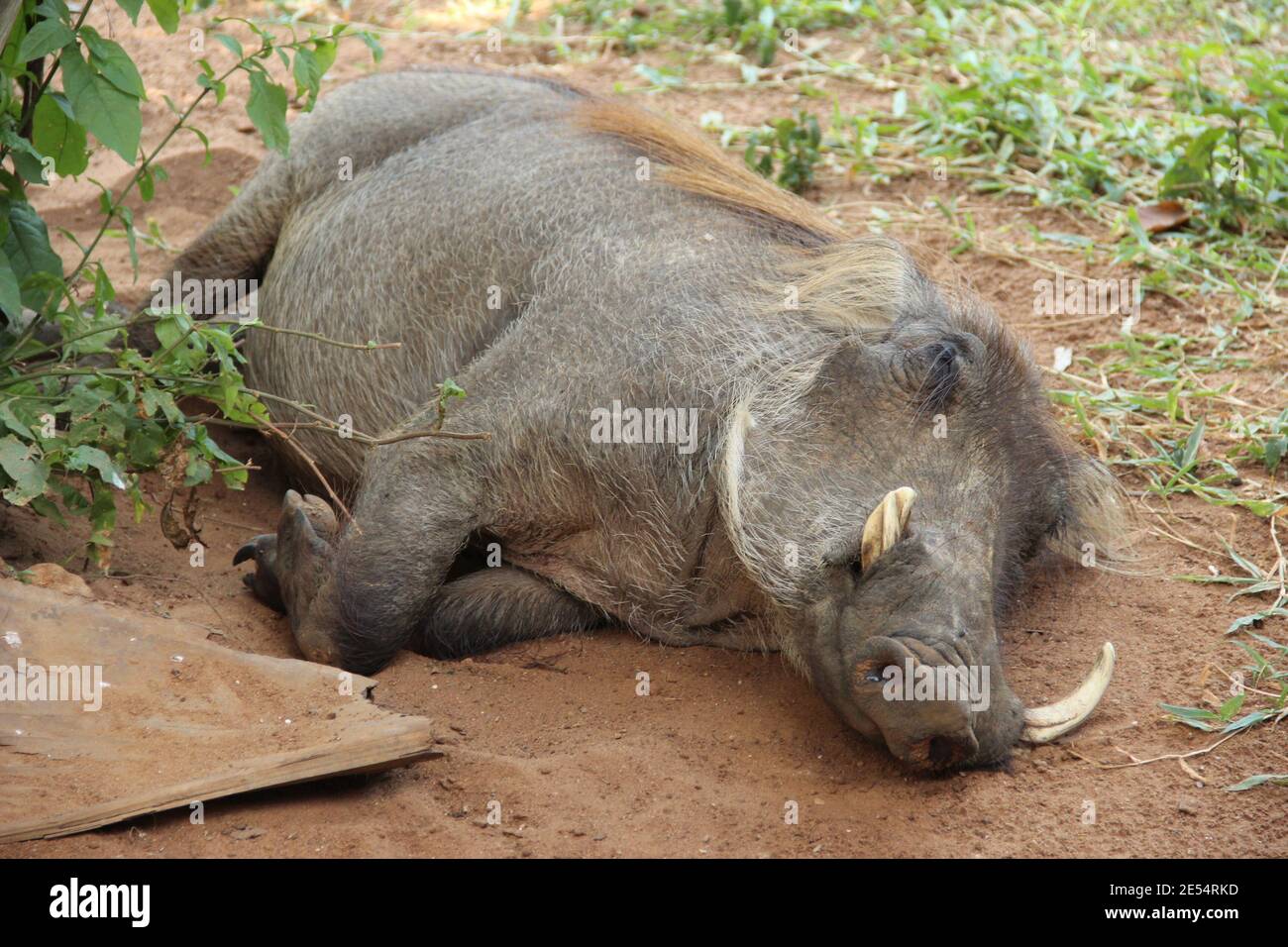 A warthog sleeps in the dirt in the Murchison Falls National Park in Uganda Stock Photo