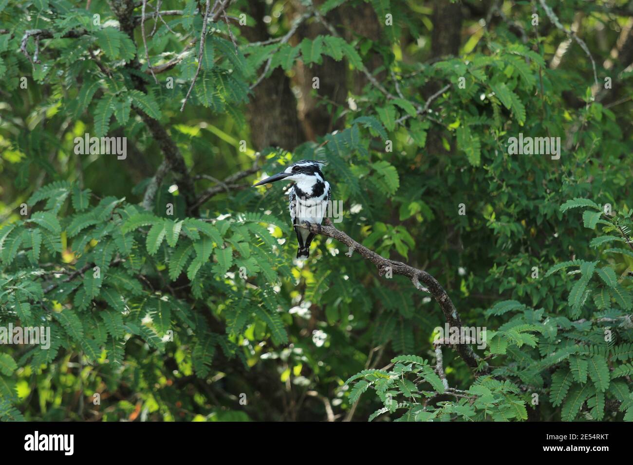 A pied kingfisher sits on a branch on the banks of the Nile River alongside the Murchison Falls National Park in Uganda Stock Photo
