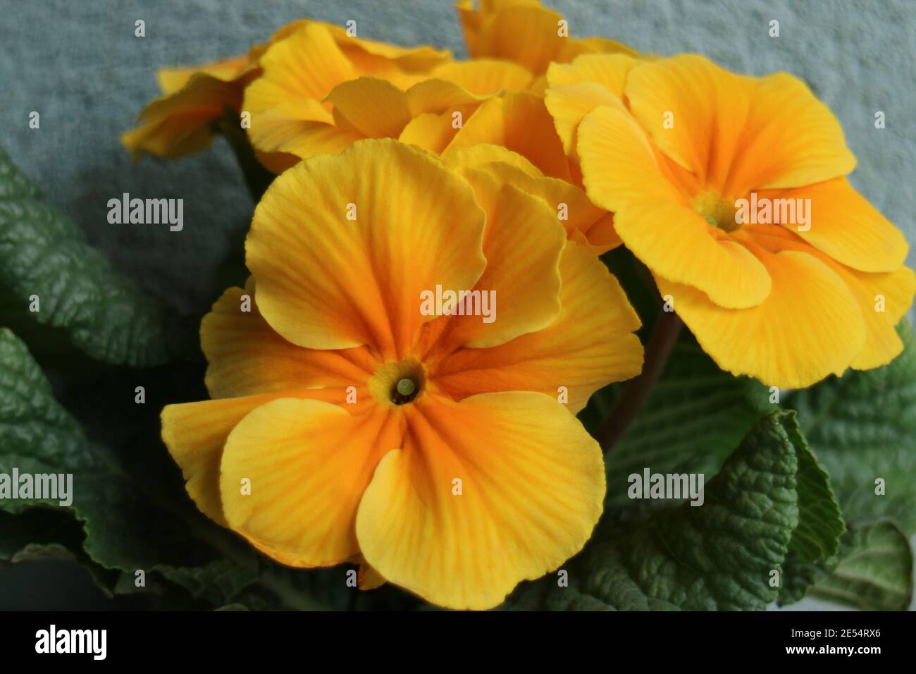 Primula with yellow - orange petals  and green leaves, primula with green wall background macro, Beauty in nature, floral photo, macro photography Stock Photo