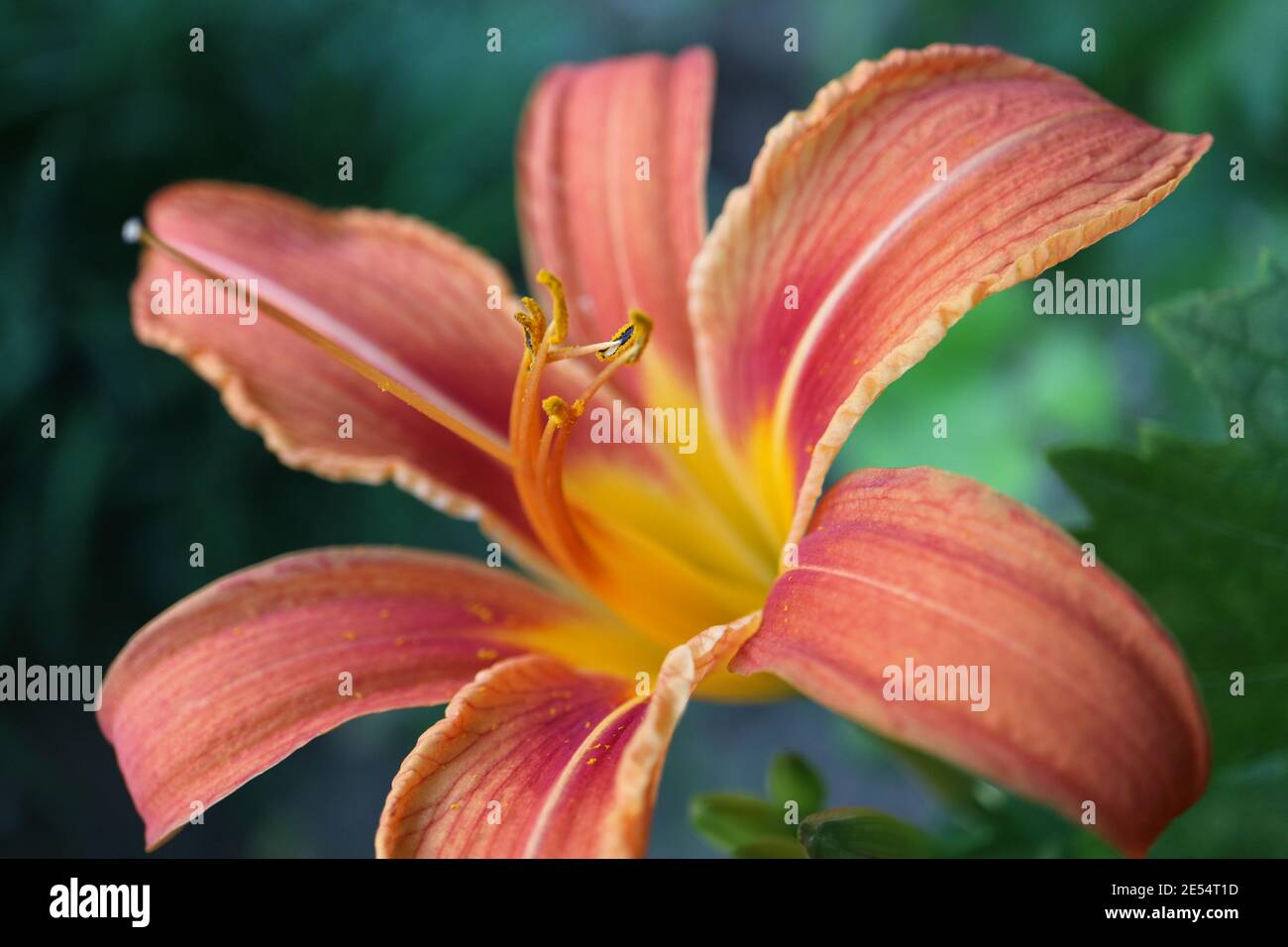 Orange Daylily with long stamens , Hemerocallis Fulva, Daylily in the garden, flower head macro, beauty in nature, floral photo, macro photography Stock Photo