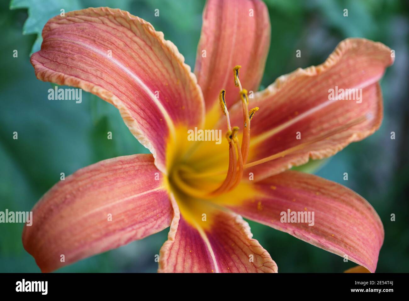 Orange Daylily with long stamens , Hemerocallis Fulva, Daylily in the garden, flower head macro, beauty in nature, floral photo, macro photography Stock Photo