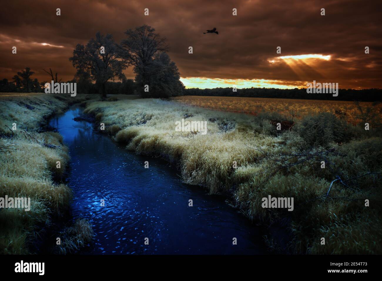 A false color infrared image of a stream that runs through a field of greenish-white grass at sunset.  A common grackle is in the foreground. Stock Photo