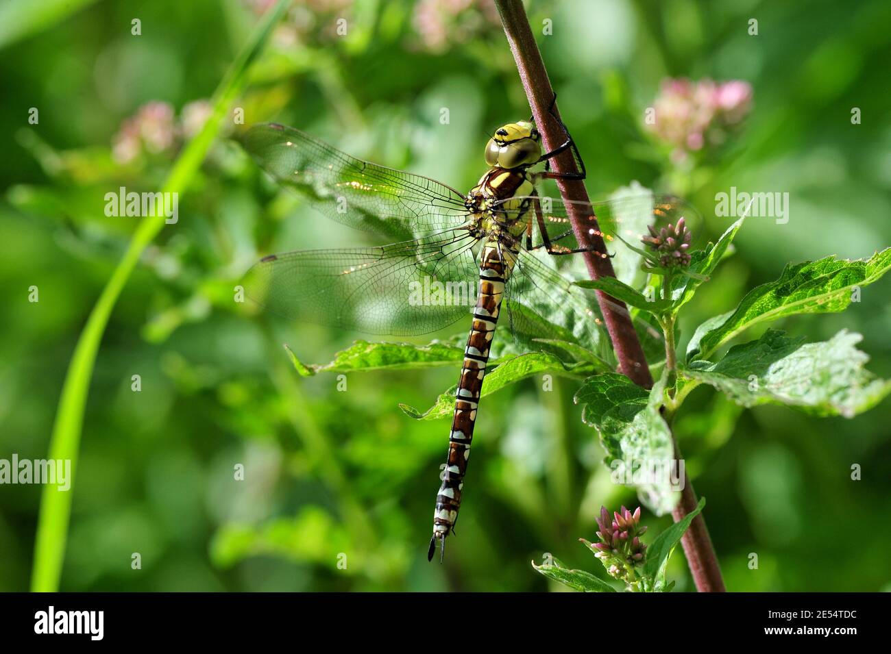 Hawker dragonfly clinging to Plant Stock Photo