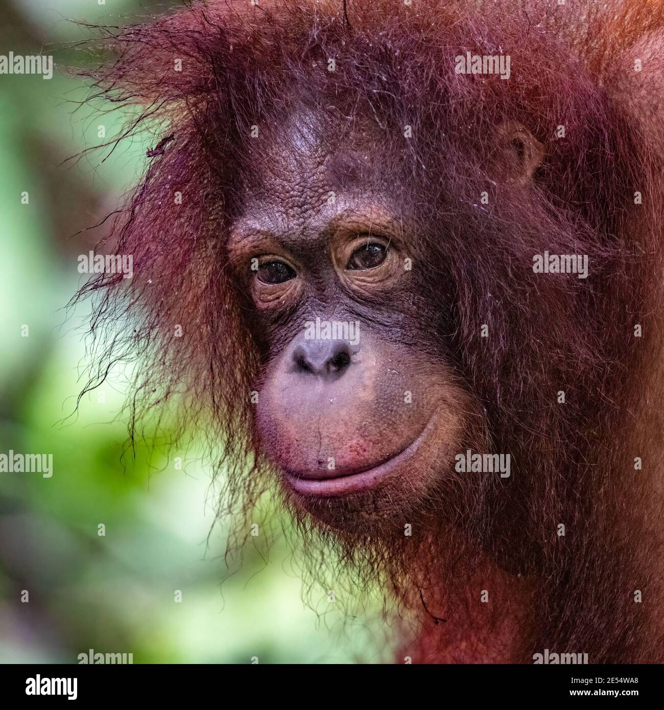 Portrait of an orangutan in Borneo Stock Photo