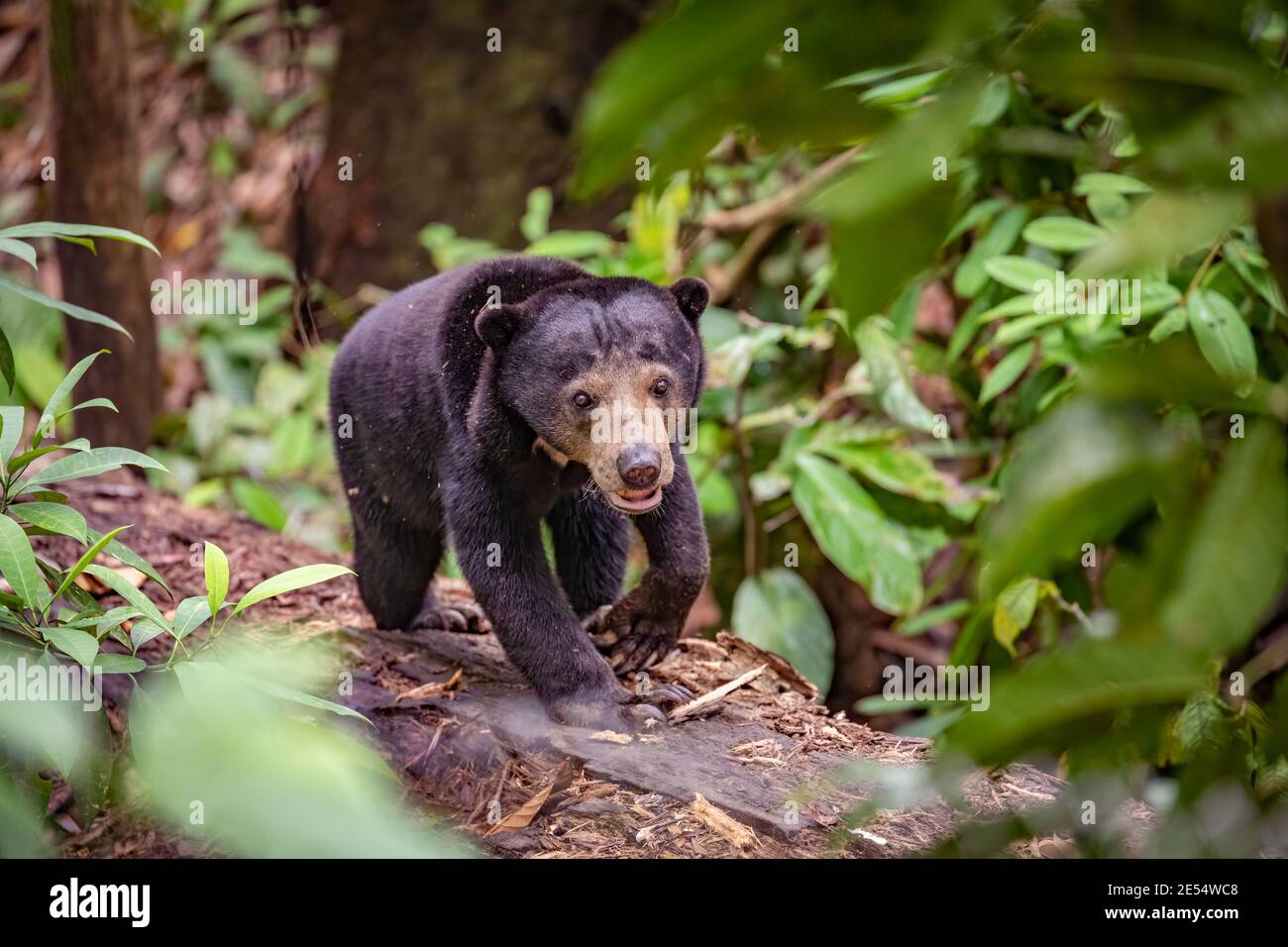 A sun bear in Borneo Stock Photo