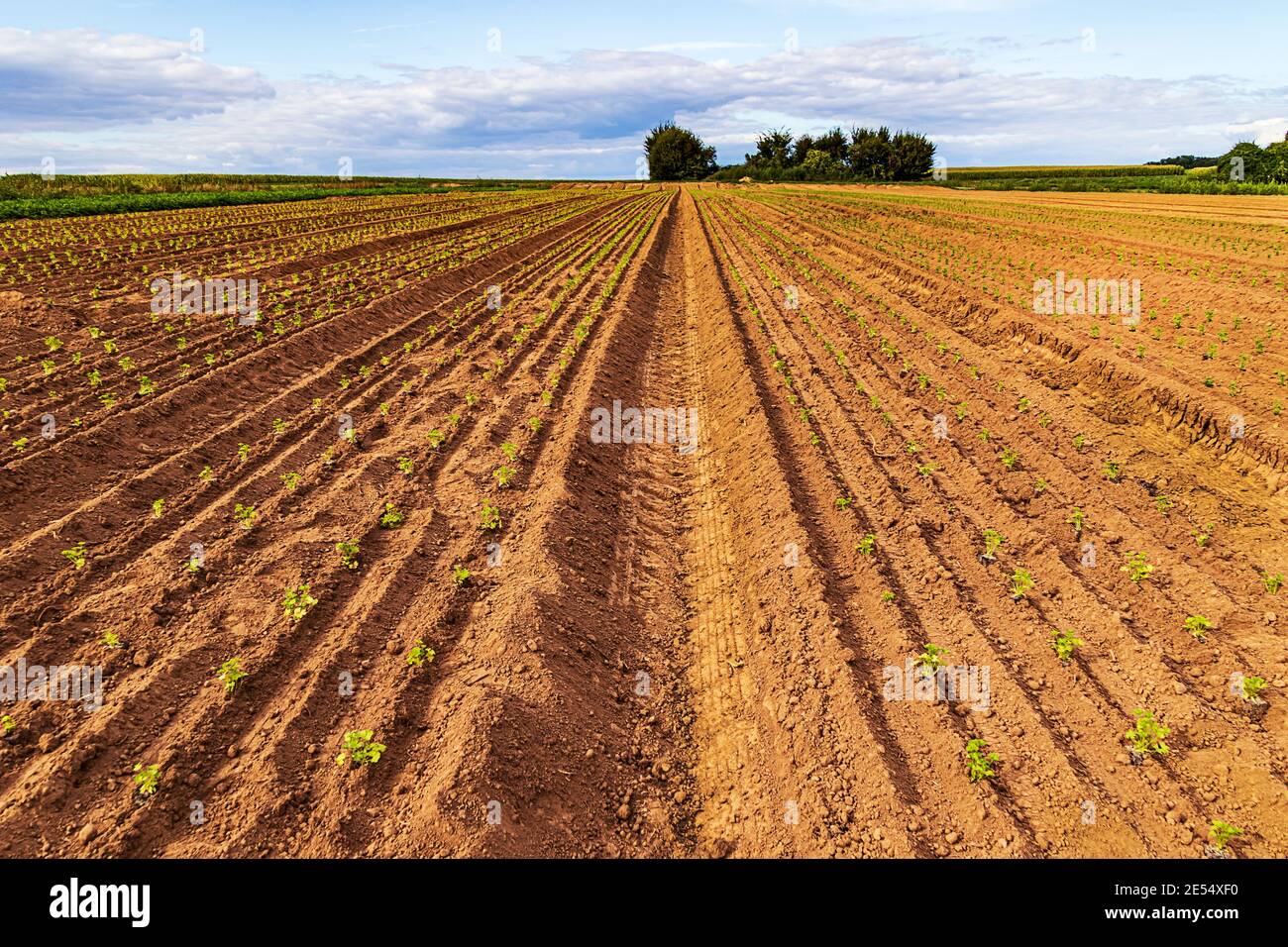 Huge field with long rows of tiny young parsley plants. Organic farming in Hesse, Germany Stock Photo