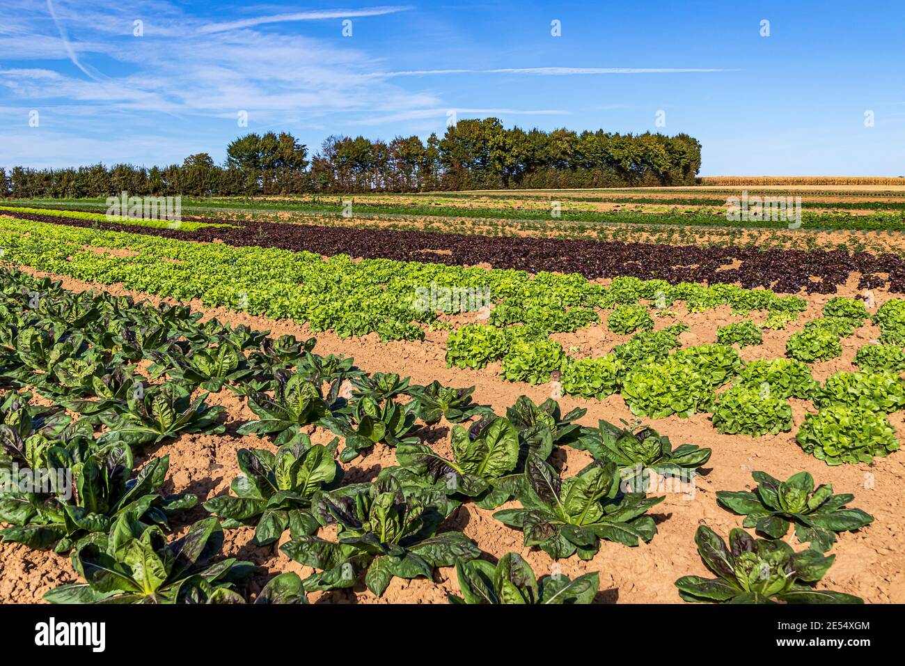 Rows of various lettuce plants growing in a vegetable field. Organic farming in Germany. Stock Photo