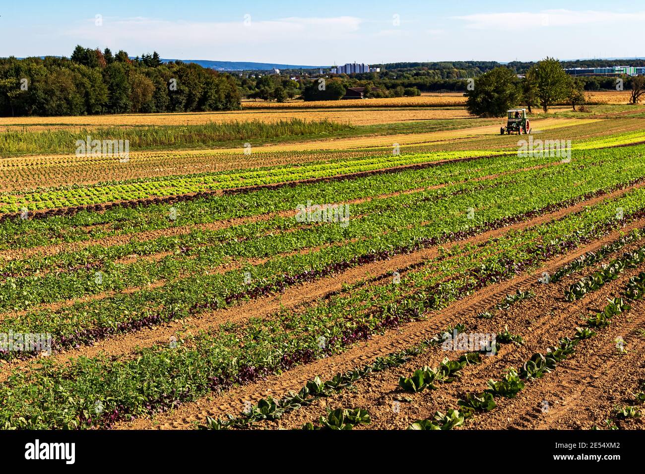 Organic farming in Germany. Large fields with different lettuce plants. Stock Photo