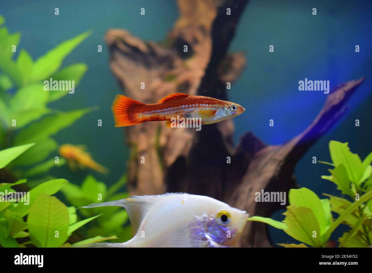 Platy (Xiphophorus maculatus) in freshwater aquarium. Red Platy or moonfish Stock Photo