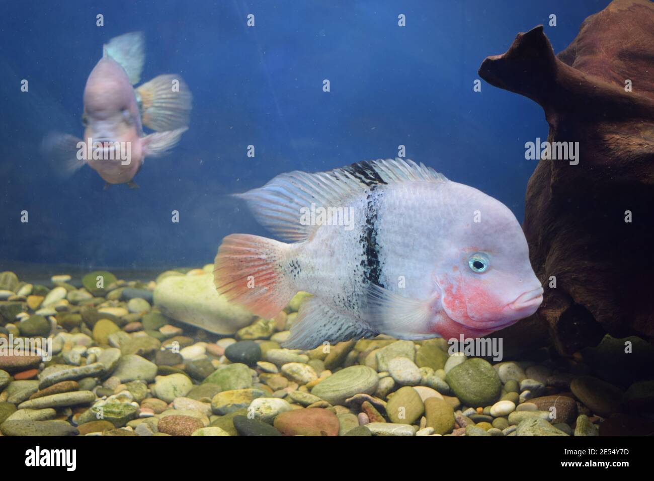Vieja maculicauda Blackbelt Cichlid Interesting aquarium fish. Fishkeeping Stock Photo Alamy