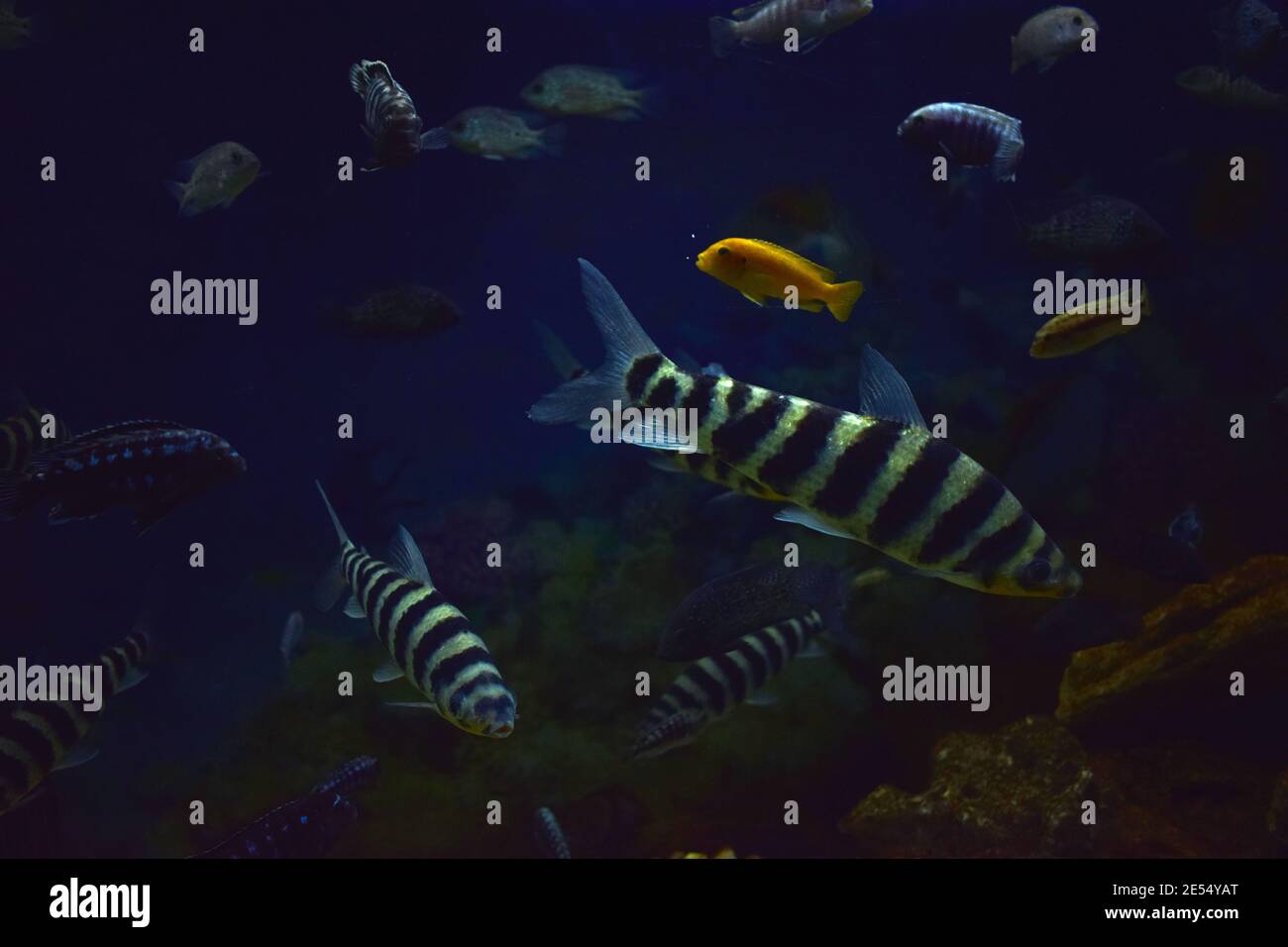 A banded Leporinus. Leporinus fasciatus underwater view. Aquarium fish. Stock Photo