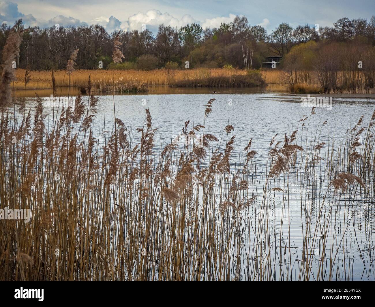 sphagnum moss, peat moss, bog moss, hummocks, mounds, swamp, bog, Ambersham  Common, Sussex, UK, January, wetland carr Stock Photo - Alamy