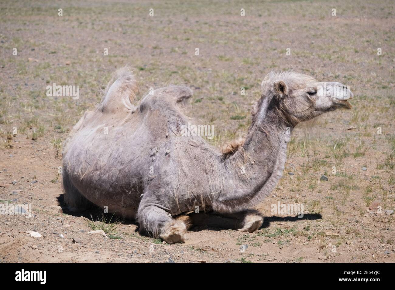 A camel graze in the stone desert of Western Mongolia Stock Photo - Alamy