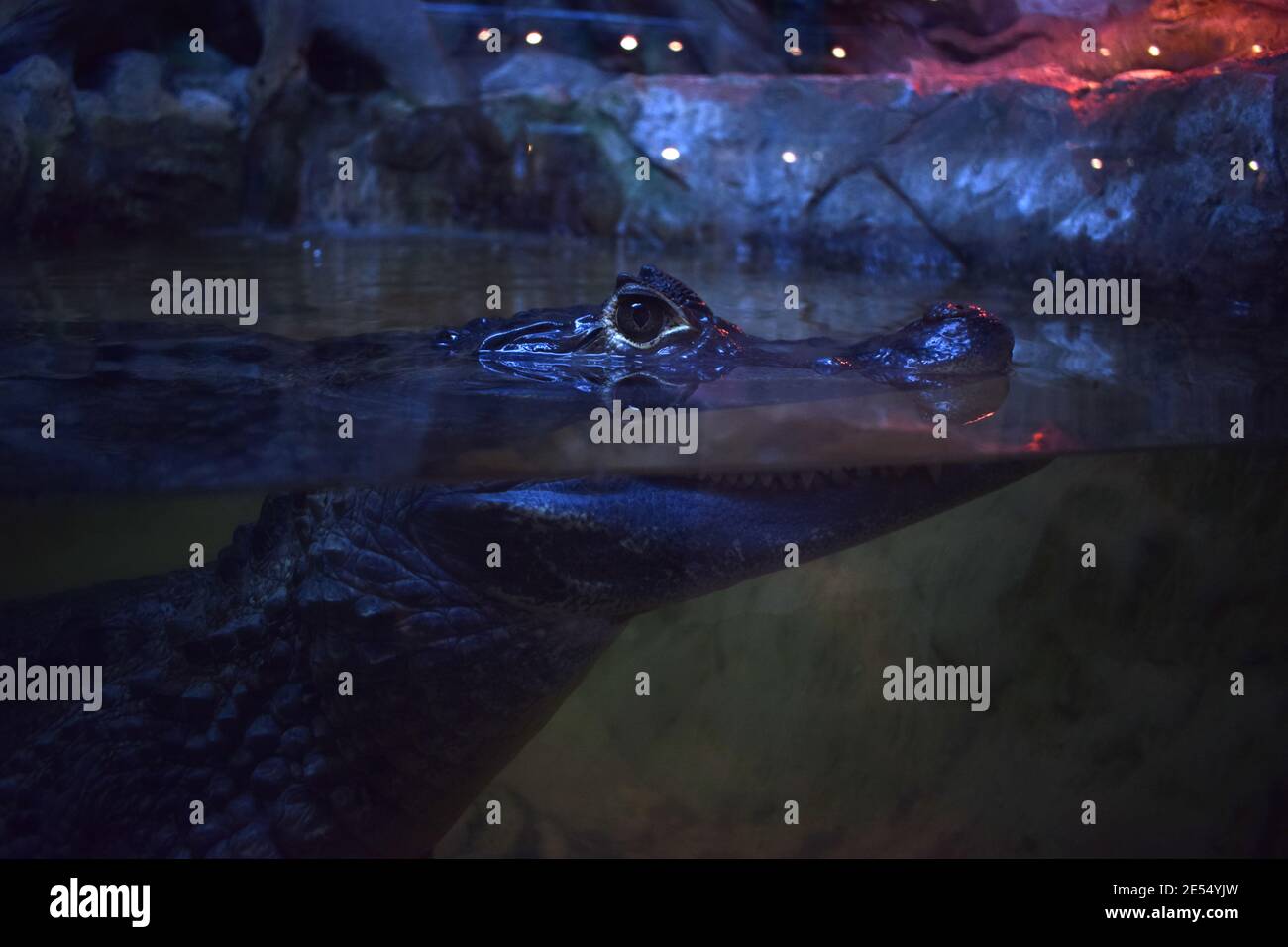 Spectacled Caiman - Caiman crocodile lying on river bank. Big reptile ...